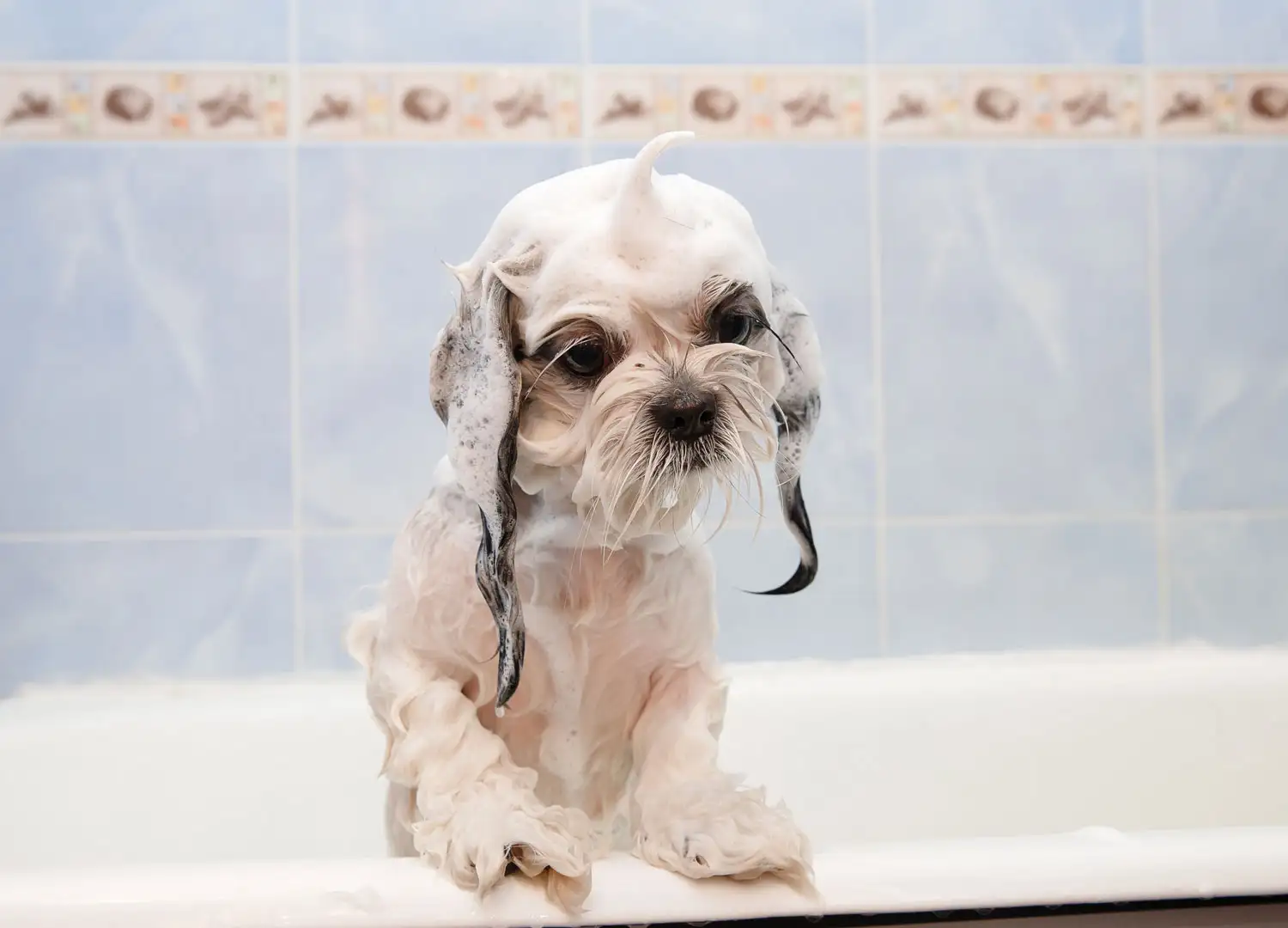 Pets-and-pet-care